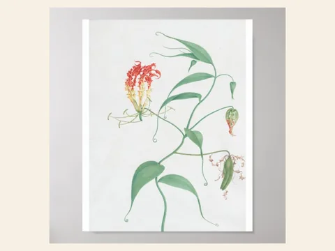 Gloriosa superba by Pierre-Joseph Redouté: preview