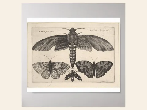 Moth and Three Butterflies by Wenceslaus Hollar: preview